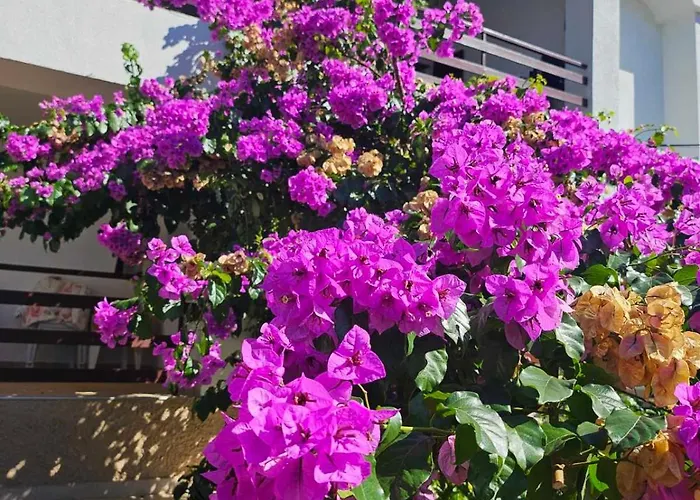 Felix Lejlighed Medulin